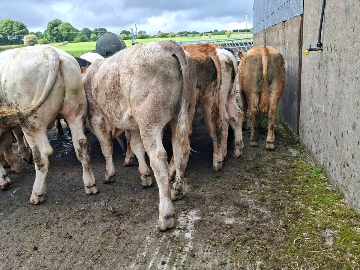 Super bullocks - Image 3