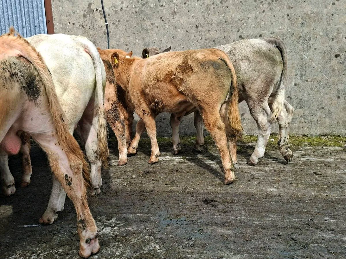 Super bullocks - Image 4