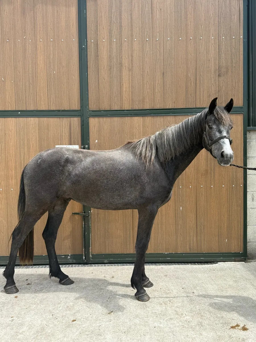 15'1hh 3yr old Registered Connemara Gelding - Image 1