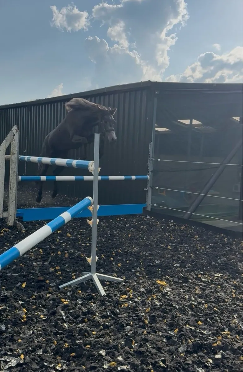 15'1hh 3yr old Registered Connemara Gelding - Image 4