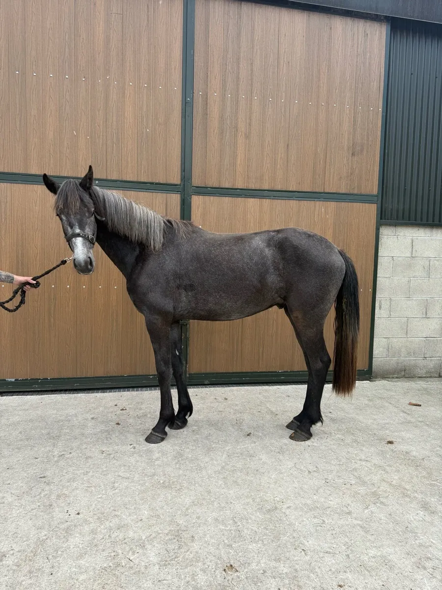 15'1hh 3yr old Registered Connemara Gelding - Image 2