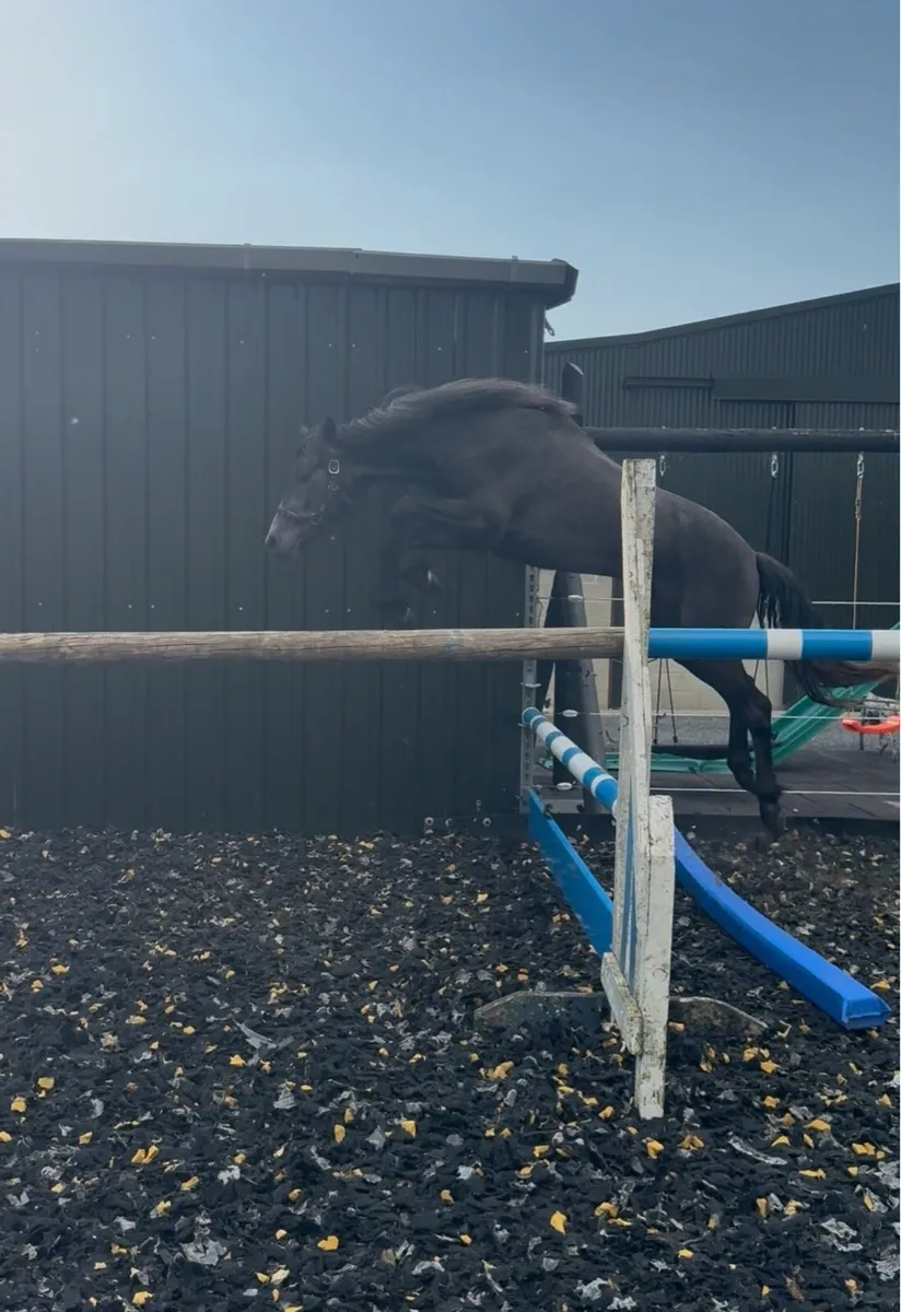 15'1hh 3yr old Registered Connemara Gelding - Image 3