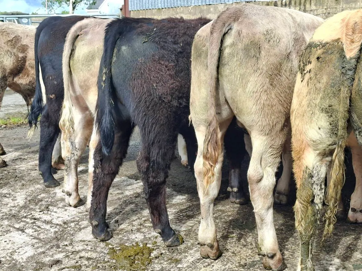 Super bullocks - Image 1
