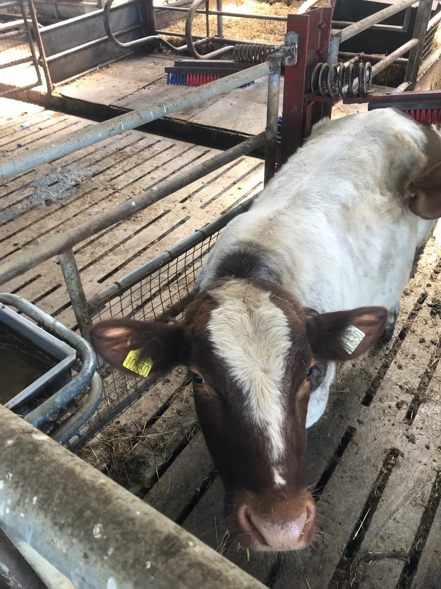 PB Shorthorn bull - Image 3