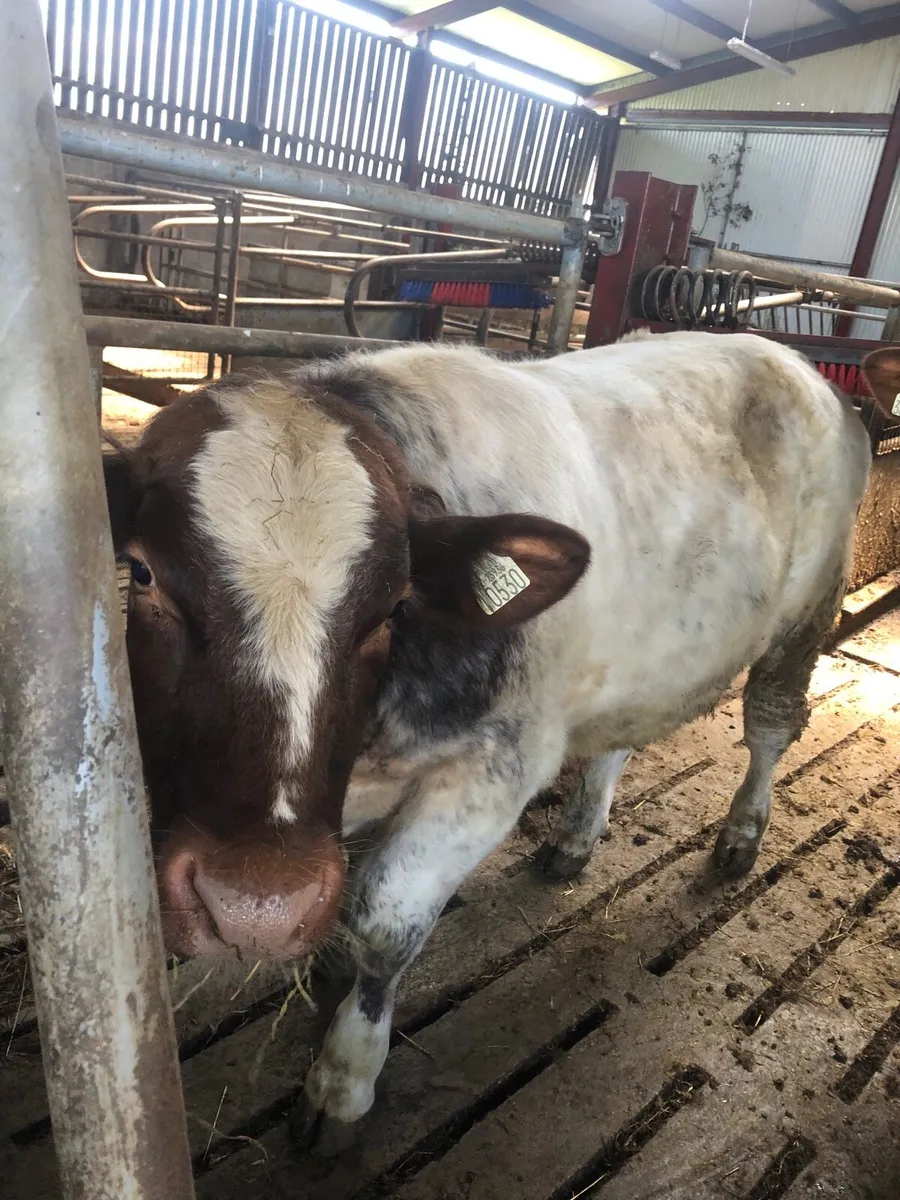 PB Shorthorn bull - Image 1