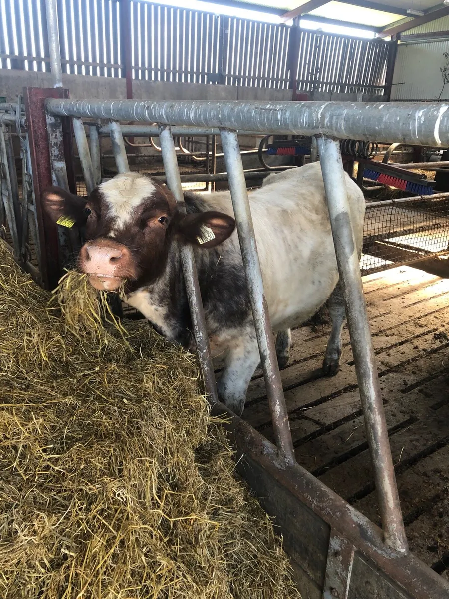 PB Shorthorn bull - Image 4