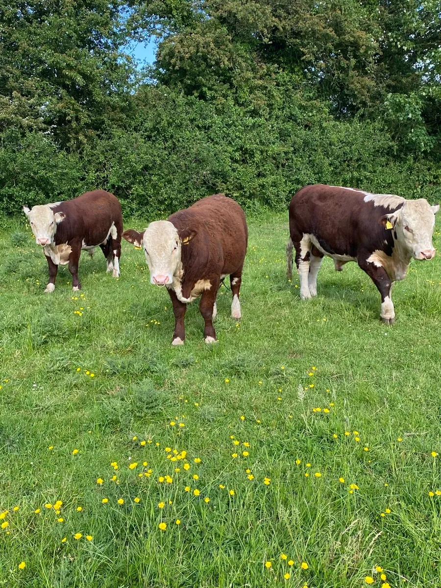 Hereford Bulls - Image 1