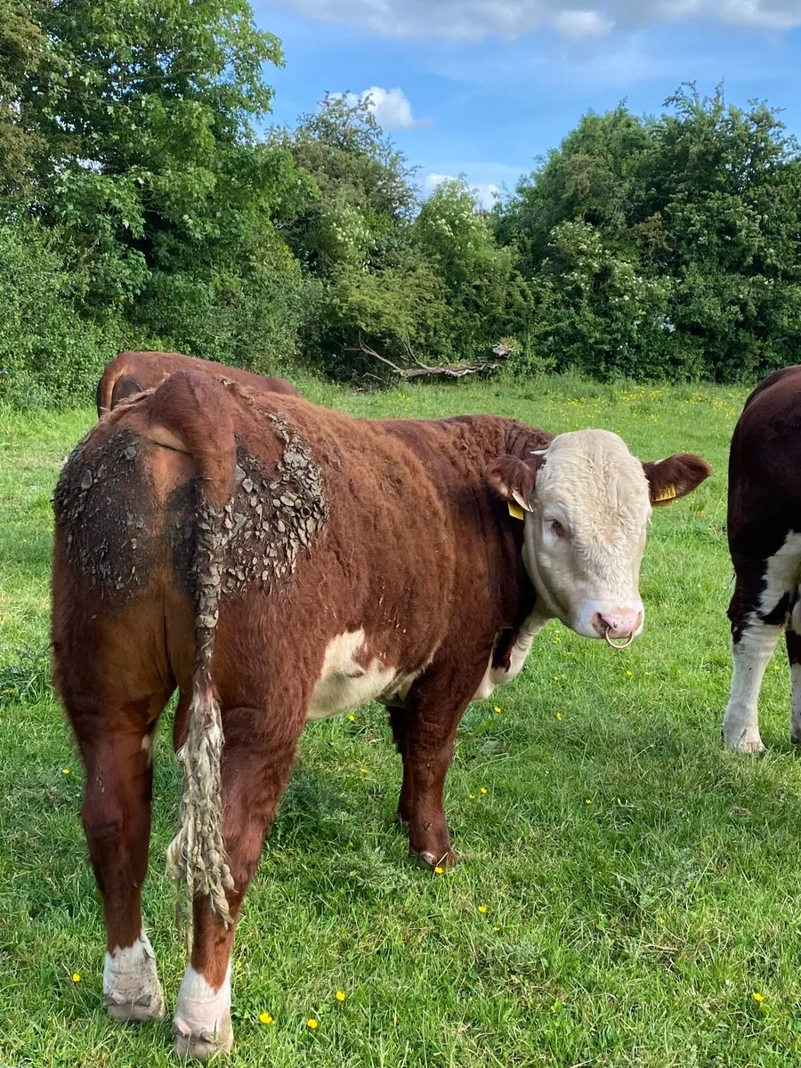 Hereford Bulls - Image 2