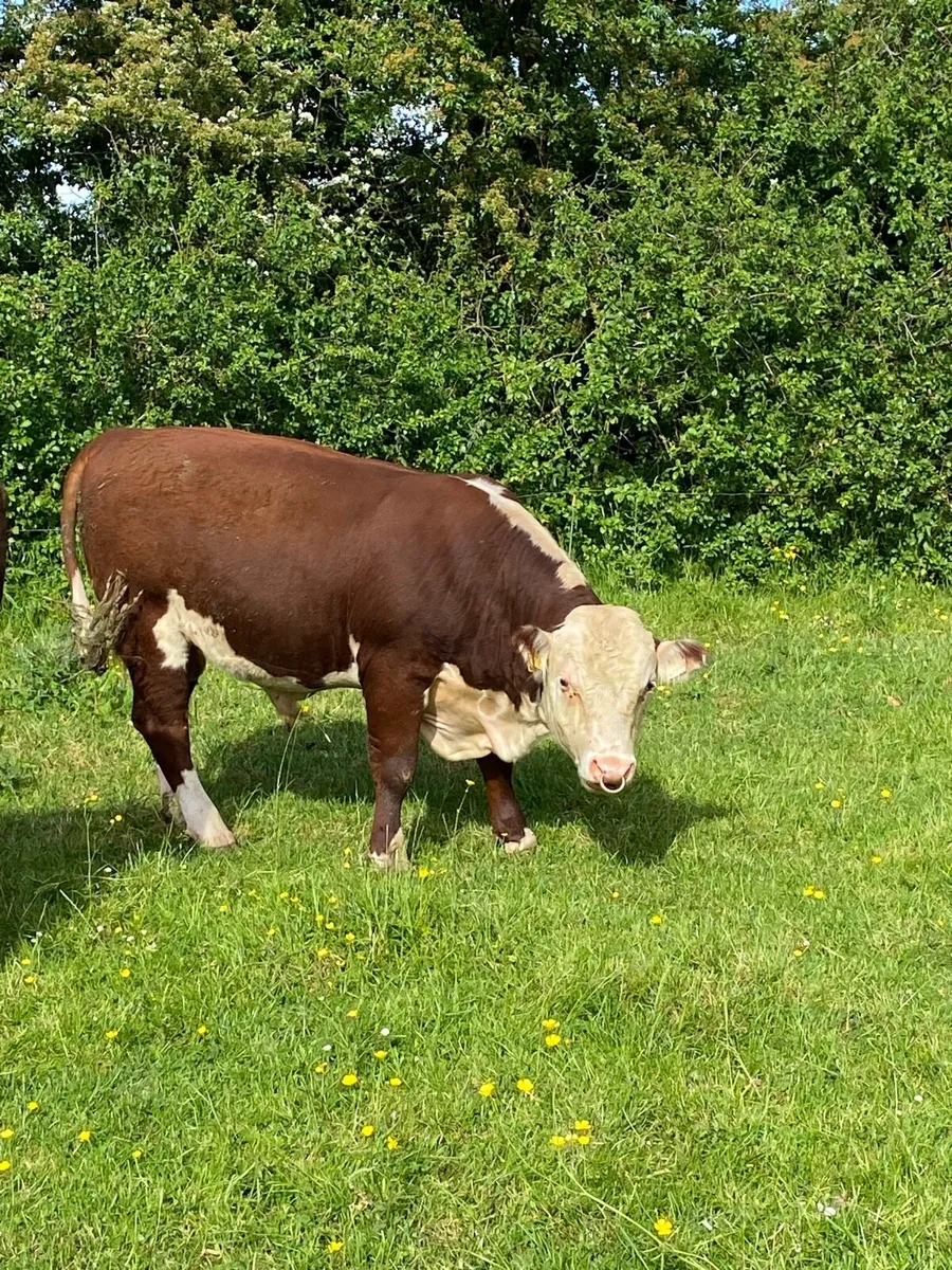 Hereford Bulls - Image 3