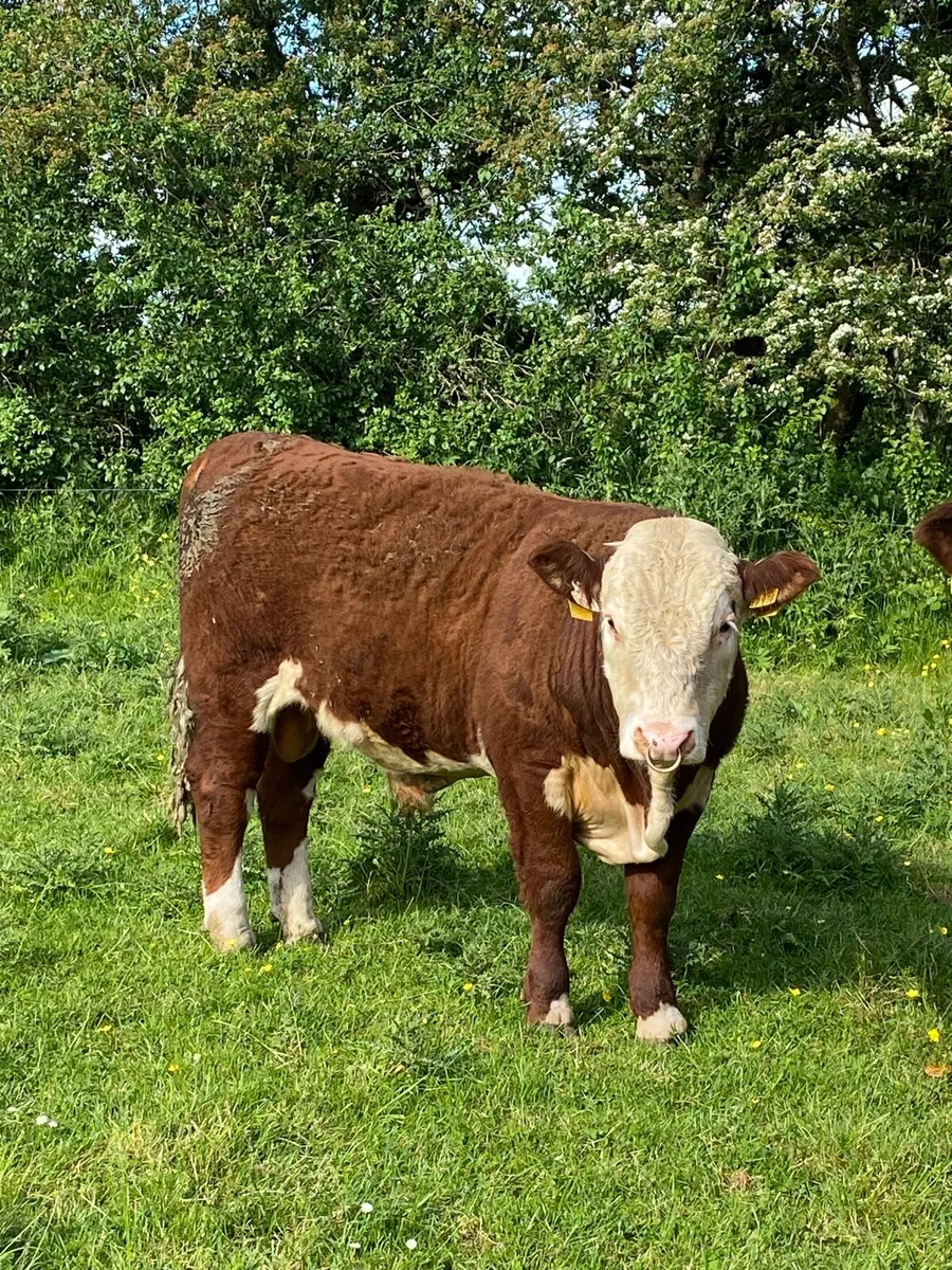Hereford Bulls - Image 4