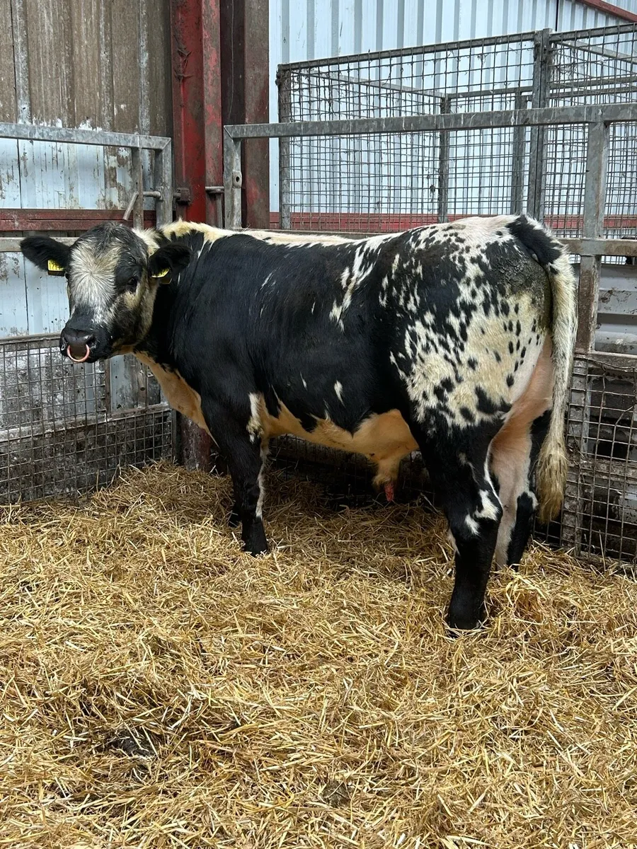 Speckle Park Bull - Image 1