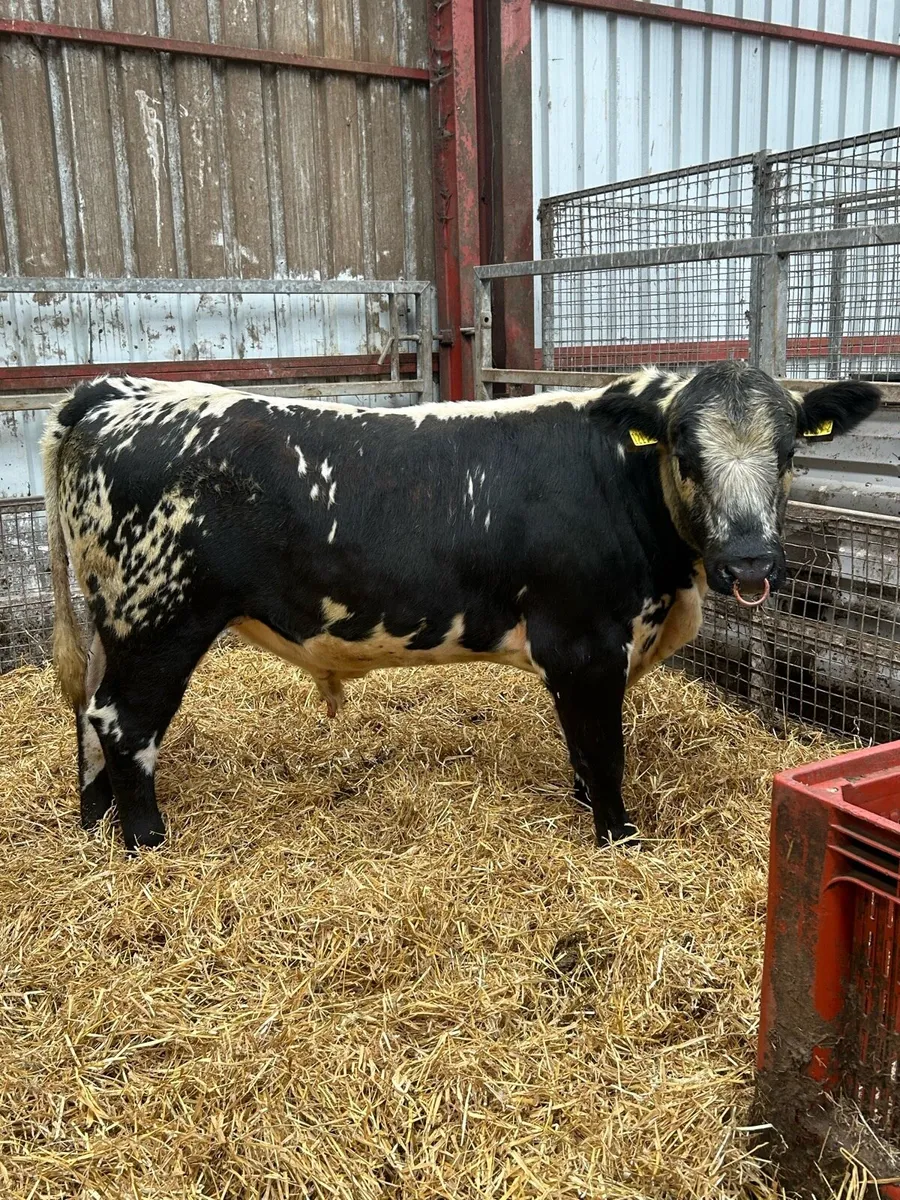Speckle Park Bull - Image 2