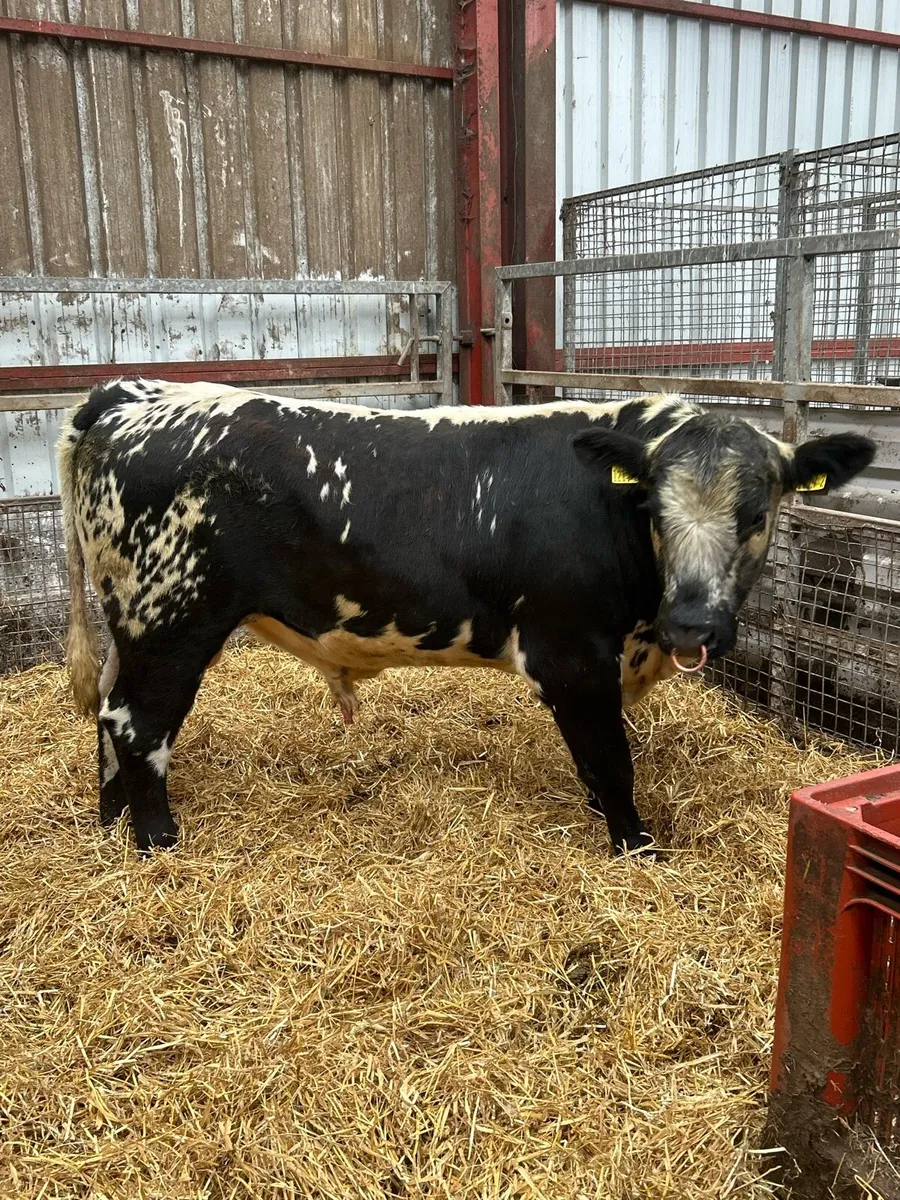 Speckle Park Bull - Image 3