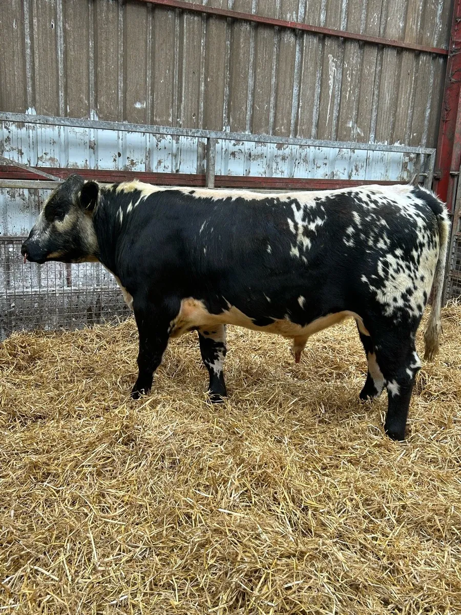 Speckle Park Bull - Image 4