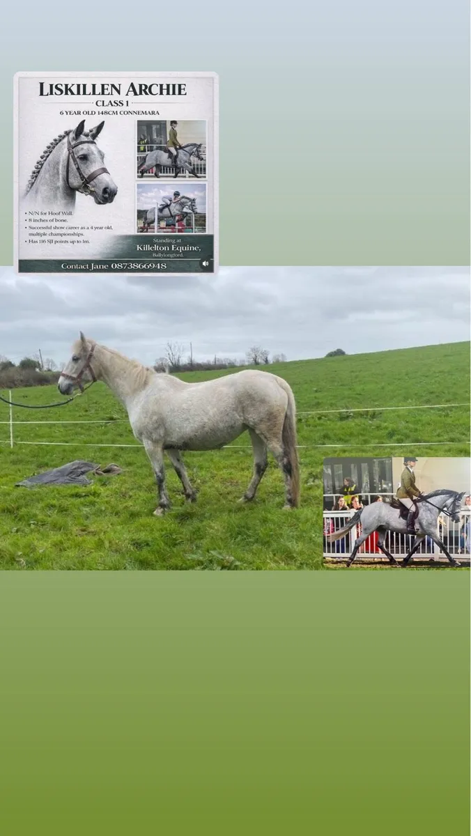 CONNEMARA MARE - Image 1