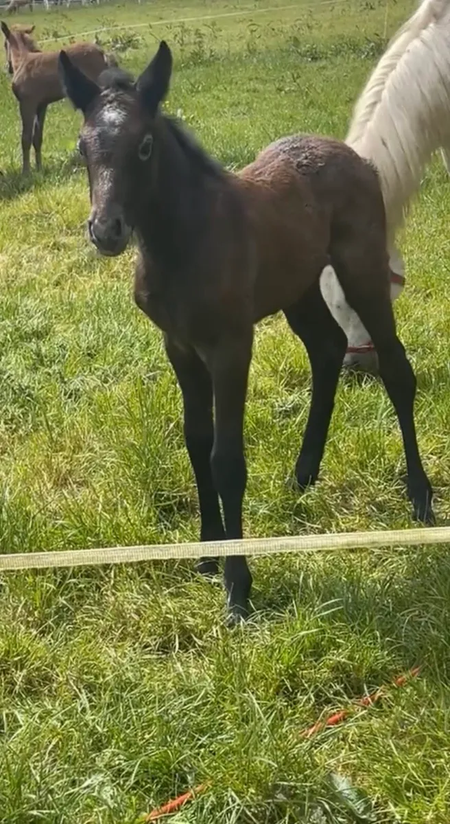 CONNEMARA MARE - Image 2