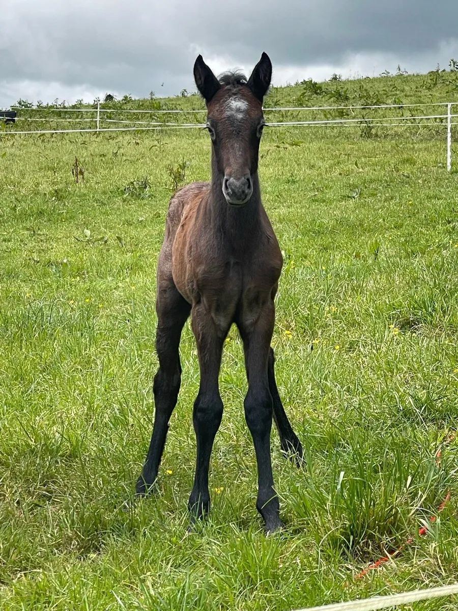 CONNEMARA MARE - Image 3