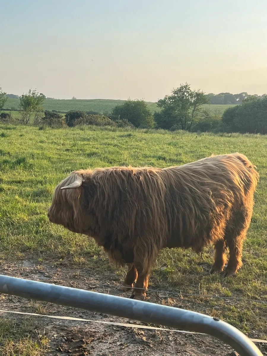 Highland Bull - Image 2