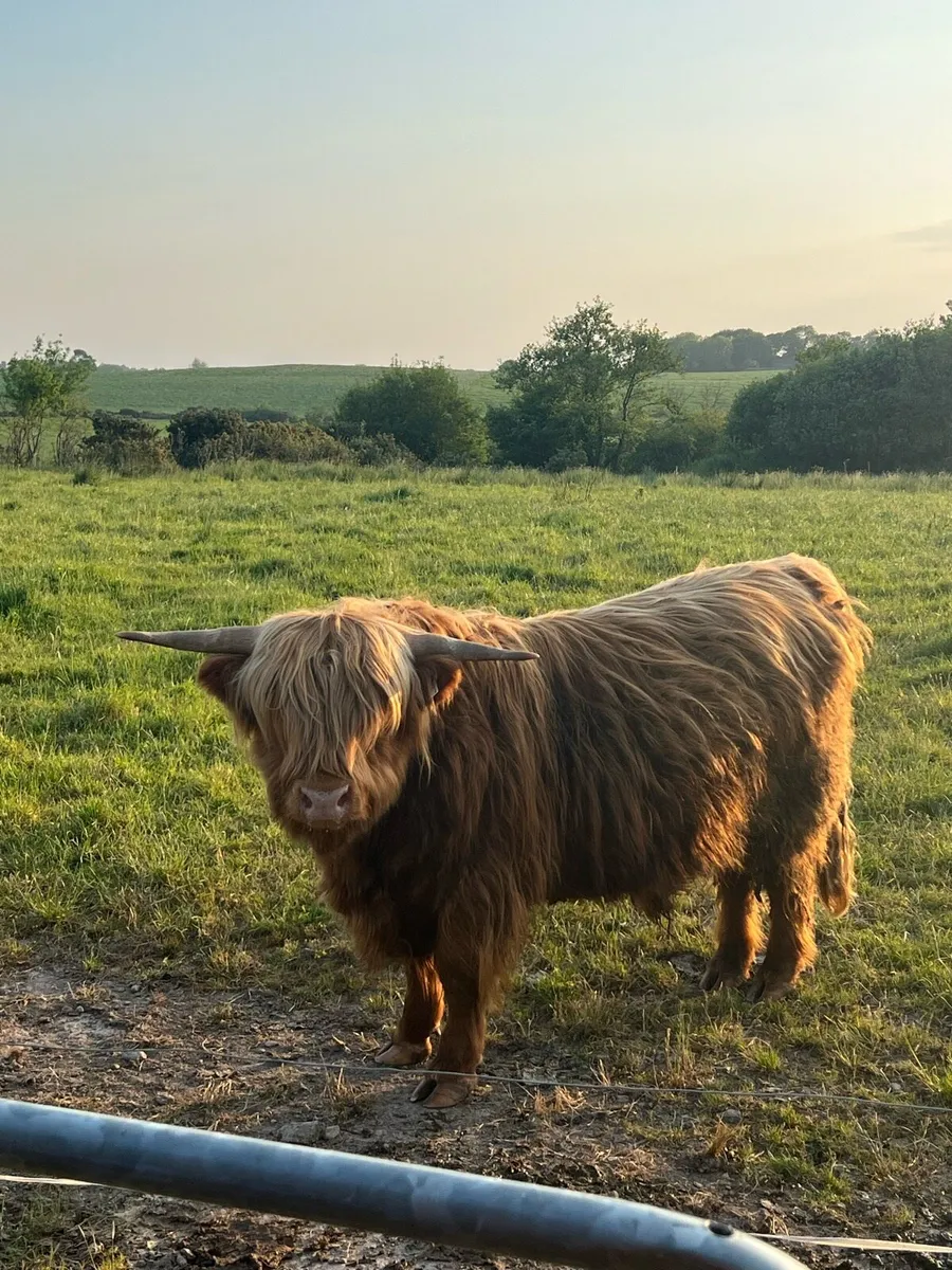 Highland Bull - Image 1