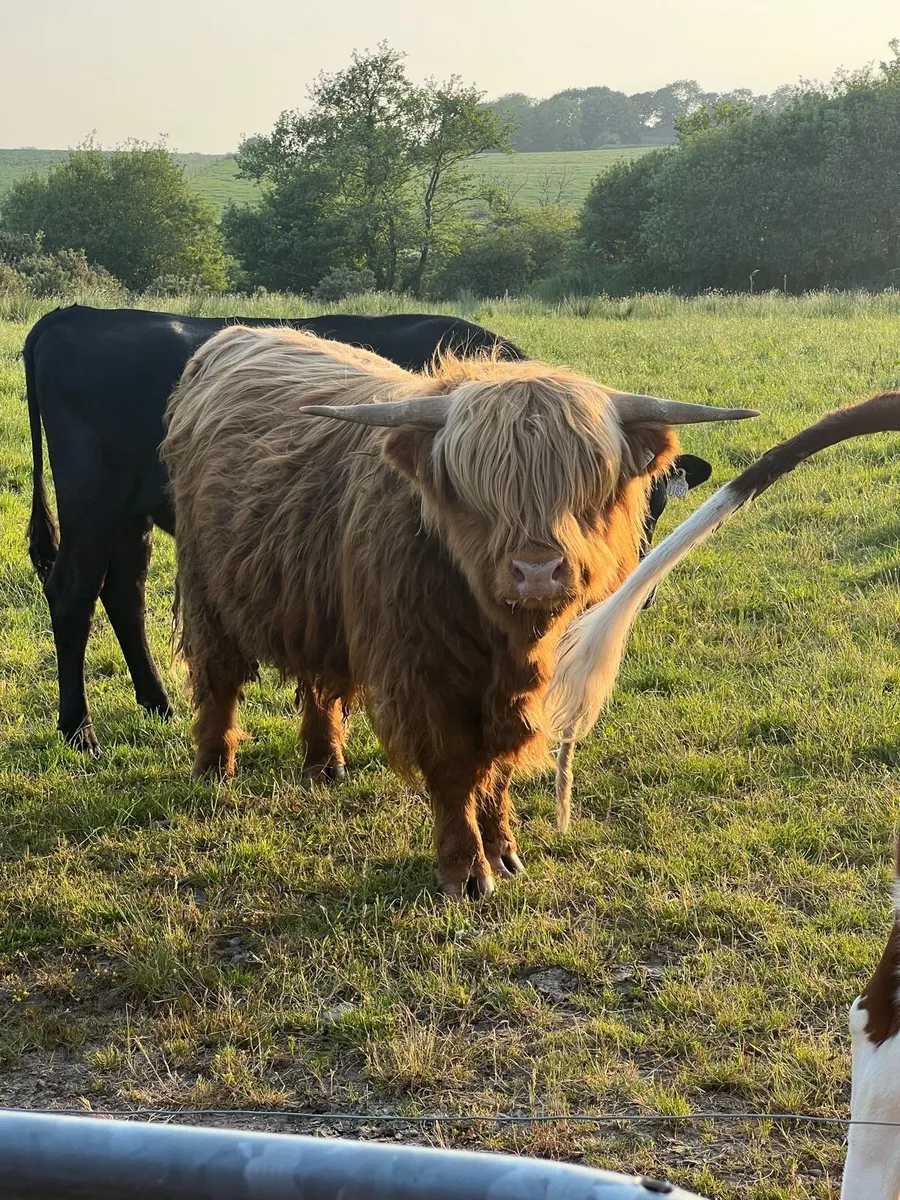 Highland Bull - Image 4