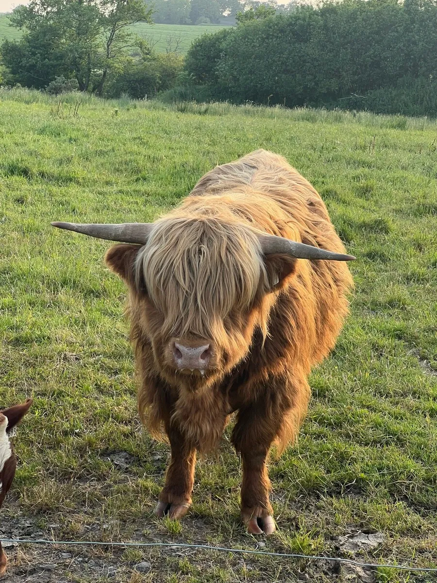 Highland Bull - Image 3