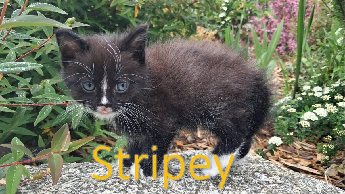 KITTENS FOR SALE - Image 3