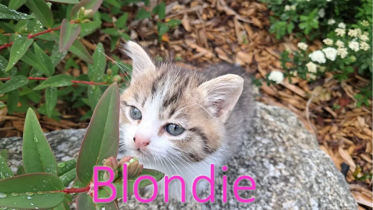 KITTENS FOR SALE - Image 4