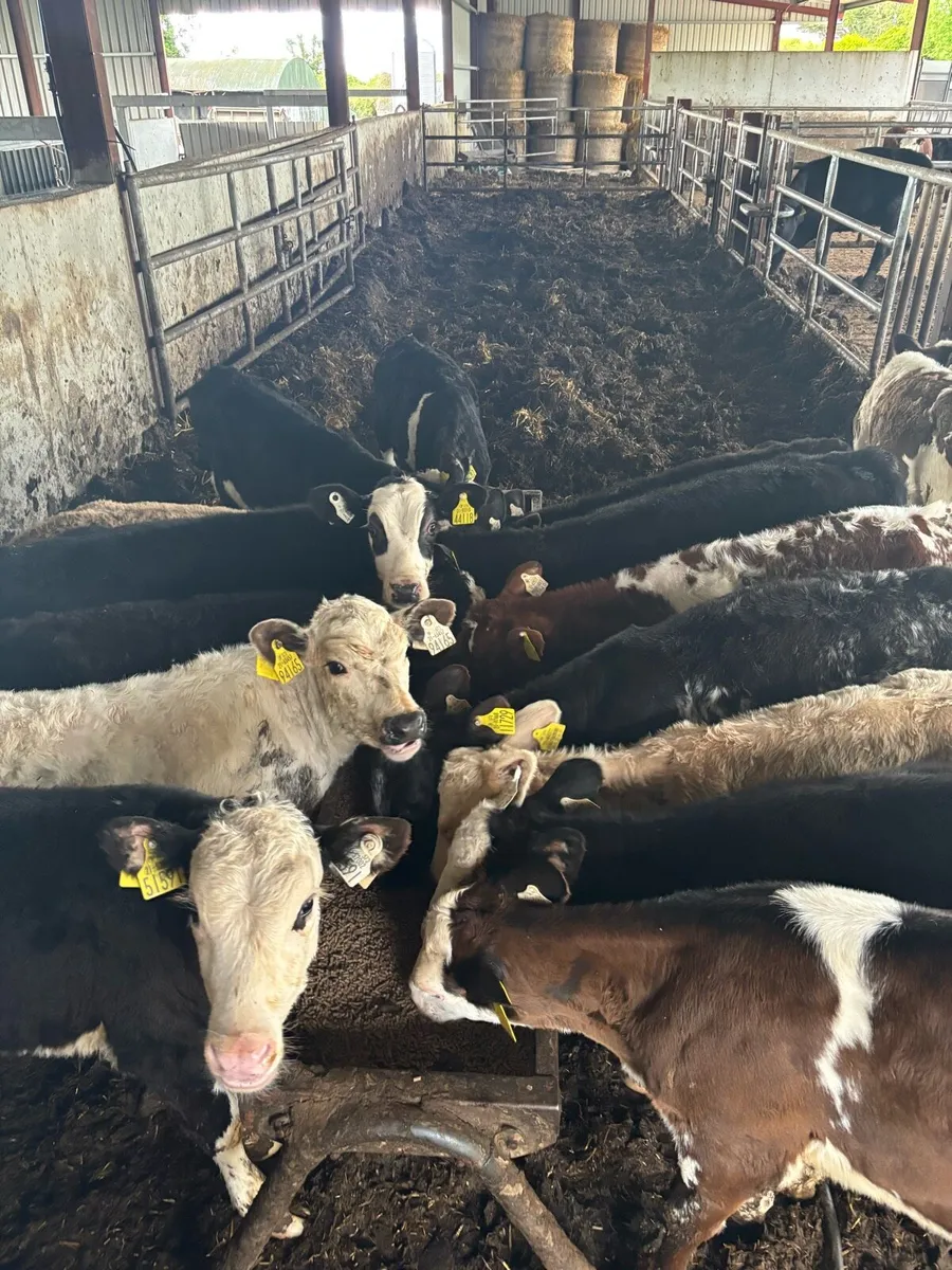 🔥SUPER REARED CALVES 🔥 - Image 3
