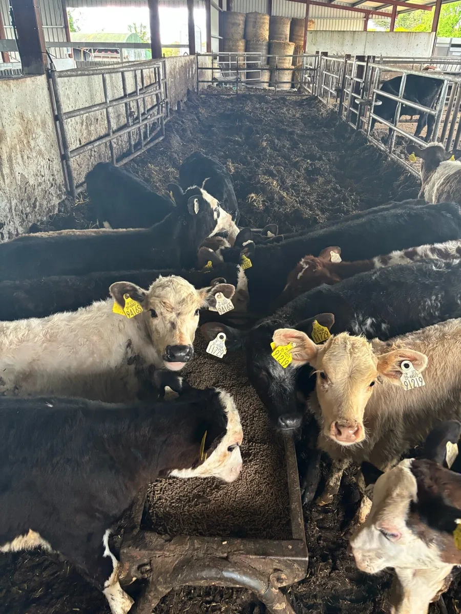 🔥SUPER REARED CALVES 🔥 - Image 4
