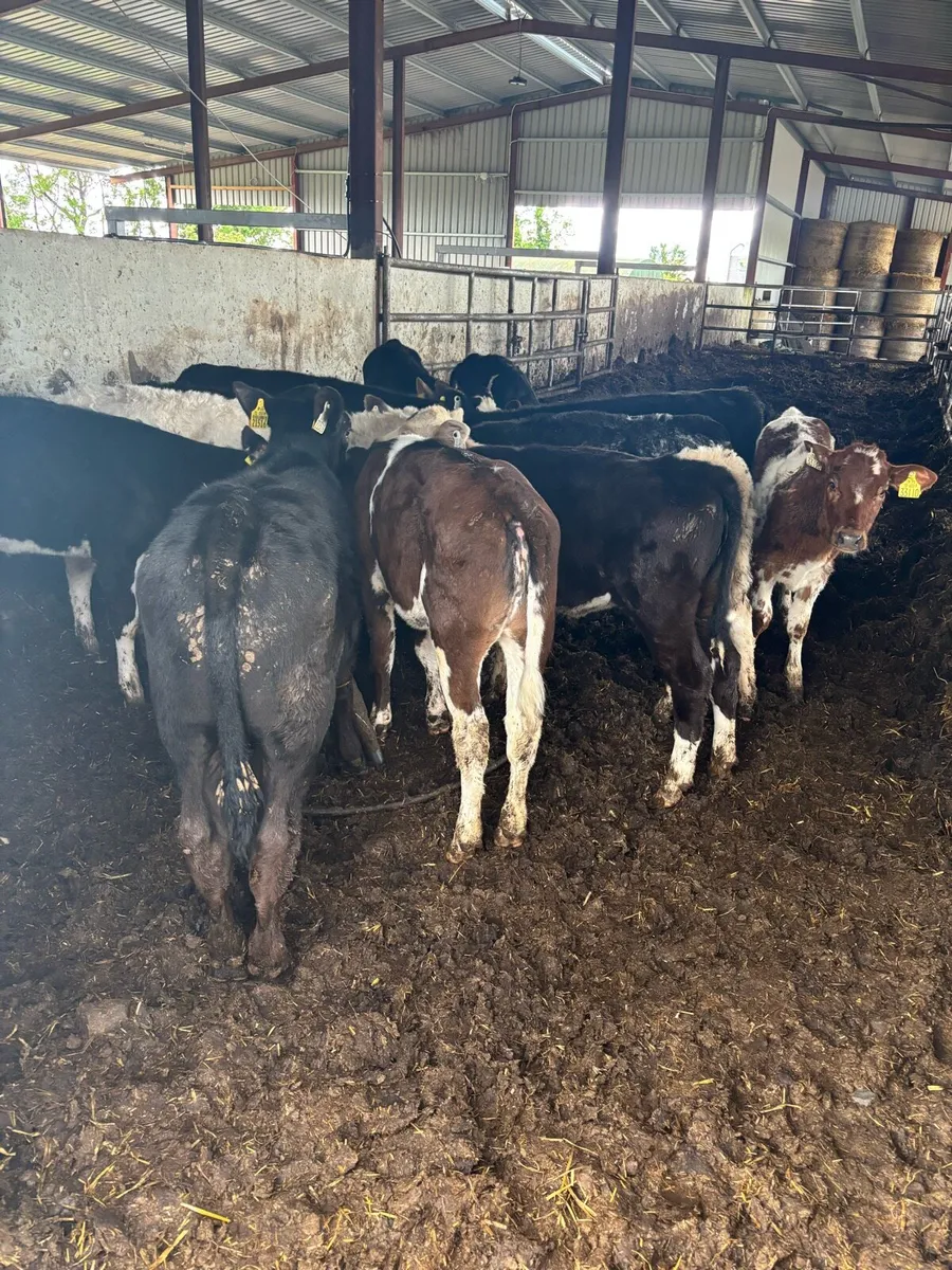 🔥SUPER REARED CALVES 🔥 - Image 1