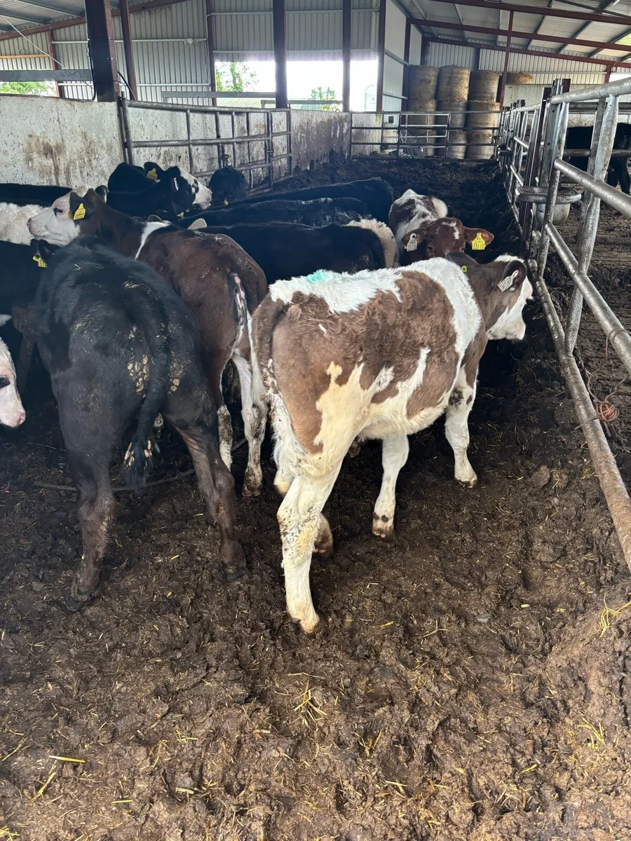 🔥SUPER REARED CALVES 🔥 - Image 2