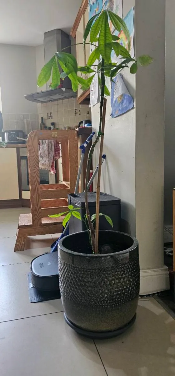 Multiple plants - Image 1