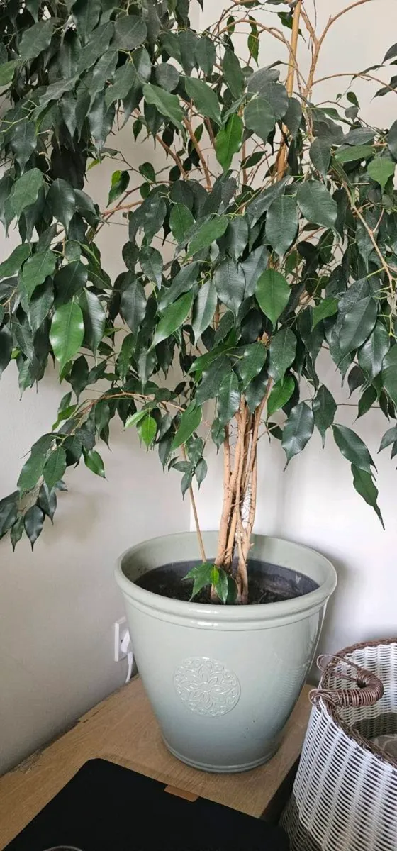 Multiple plants - Image 2