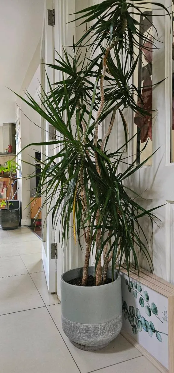 Multiple plants - Image 3