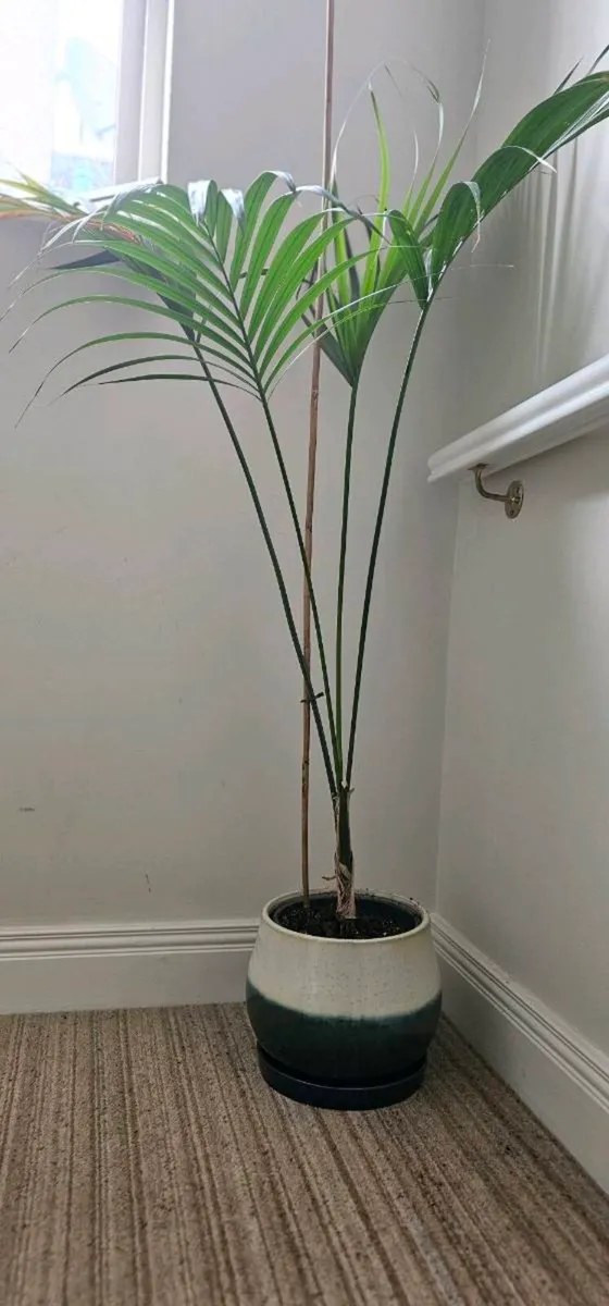 Multiple plants - Image 4