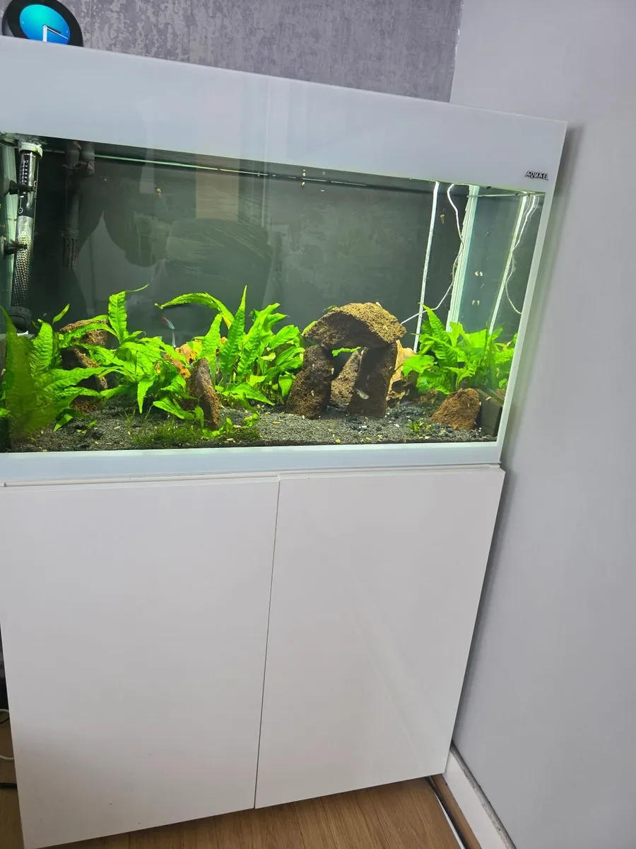 Aquarium - Image 4
