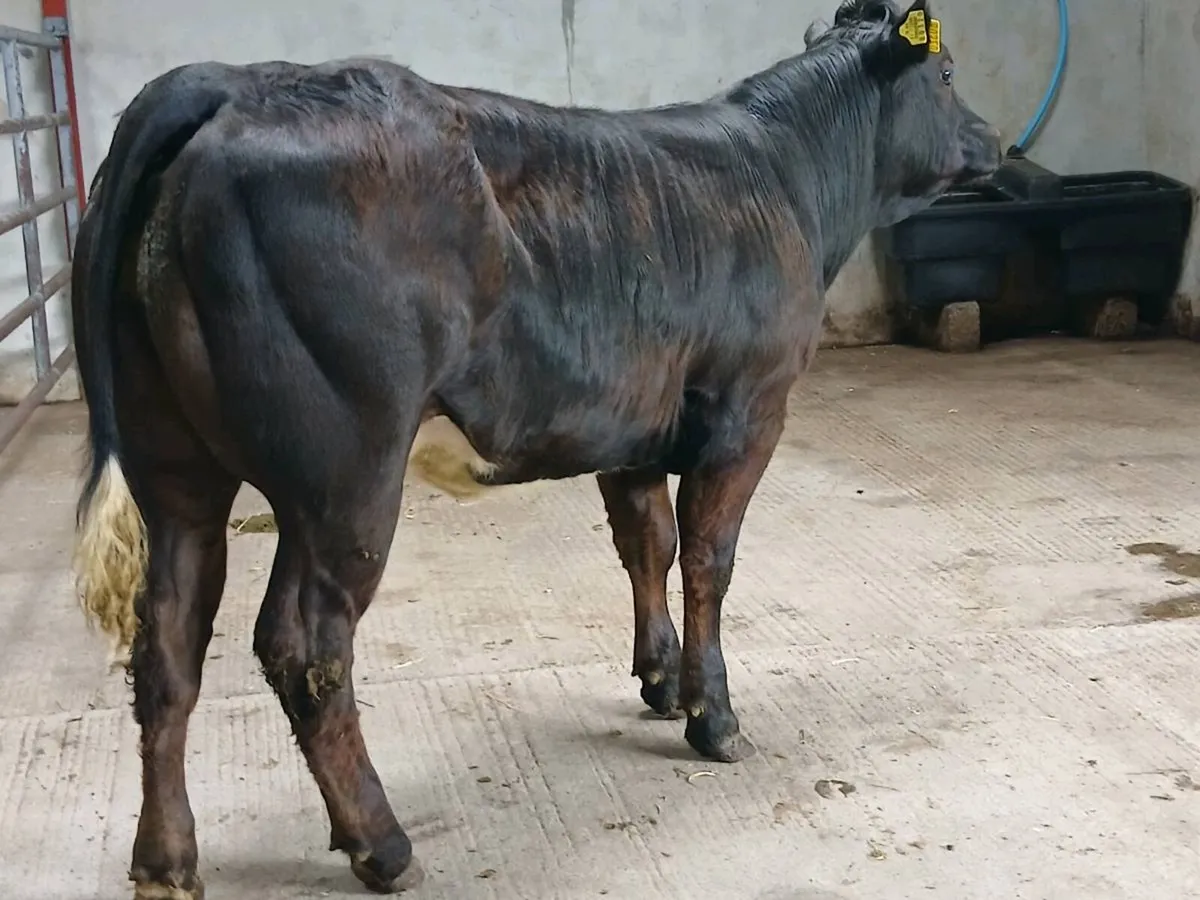 1 Top Quality LMX Heifer for sale - Image 2