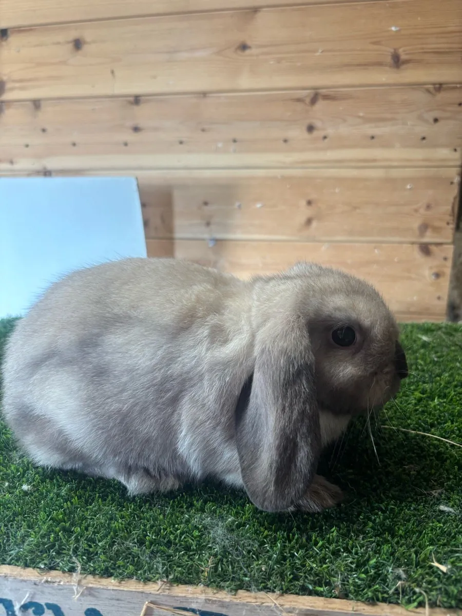 Mini Lops - Image 1