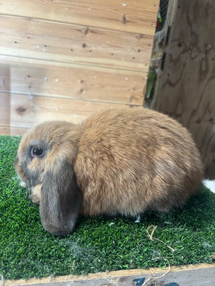 Mini Lops - Image 2