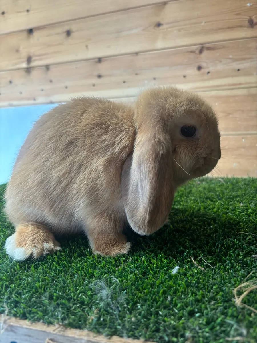 Mini Lops - Image 3