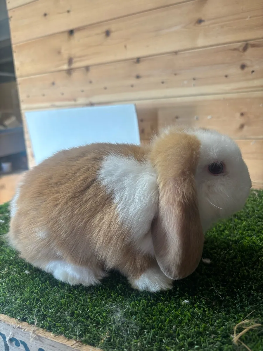 Mini Lops - Image 4
