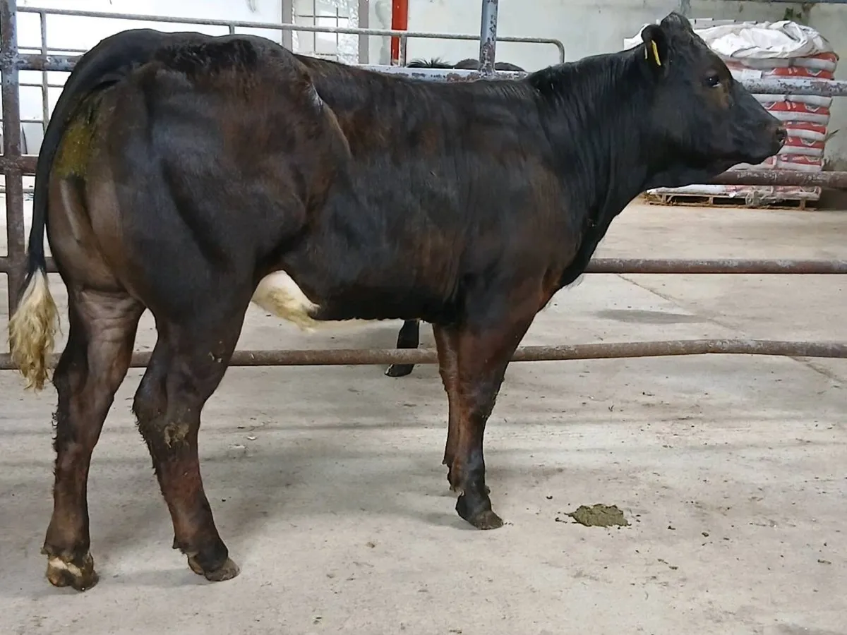 1 Top Quality LMX Heifer for sale - Image 3