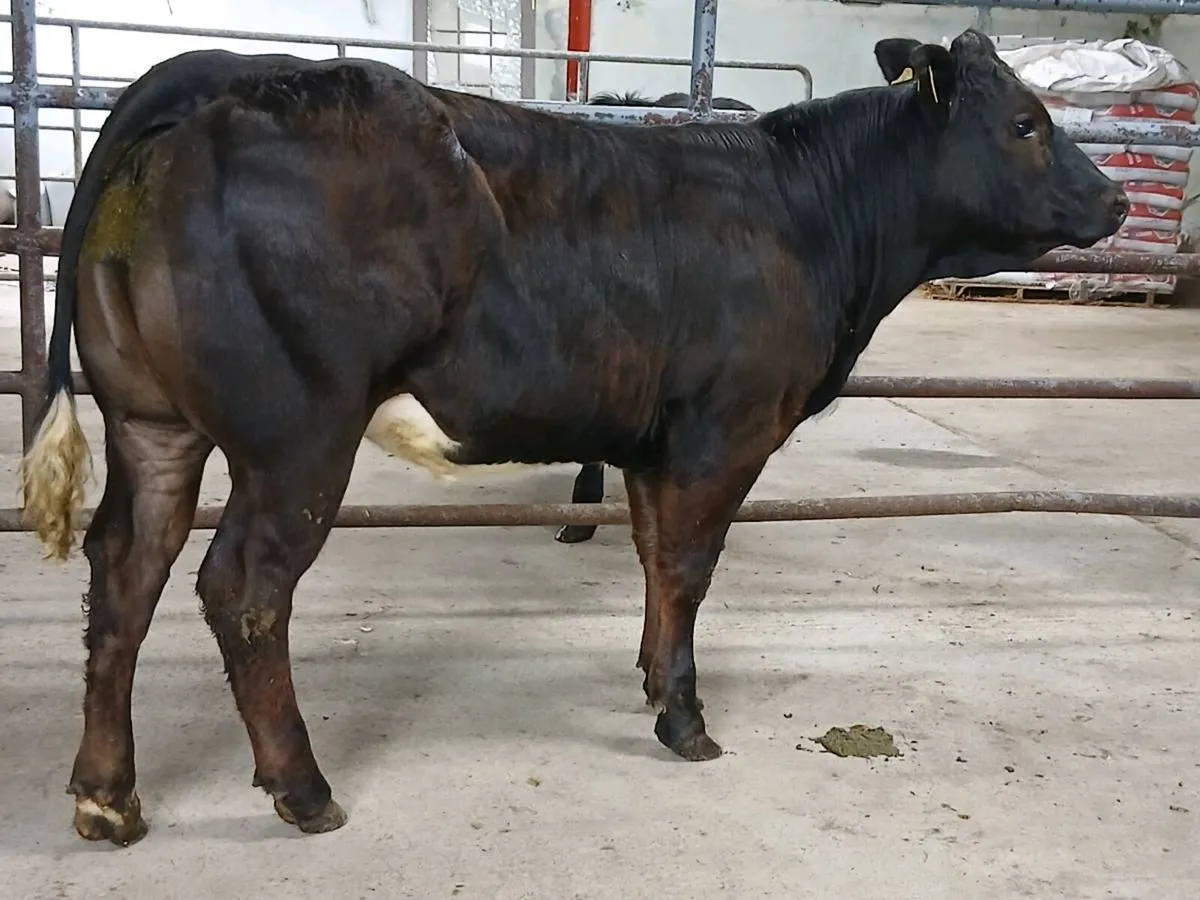 1 Top Quality LMX Heifer for sale - Image 4