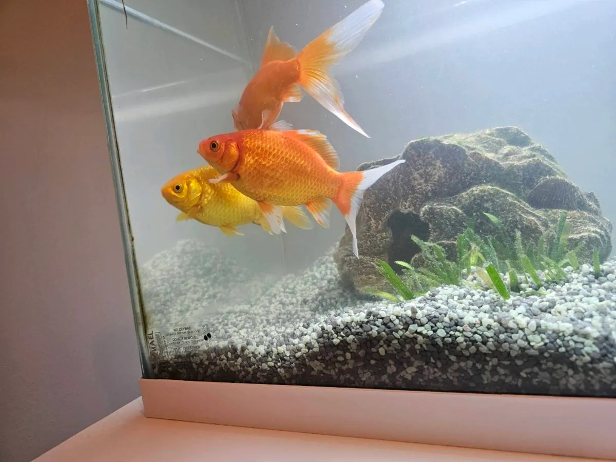 Aquael Aquarium & 3 big size gold fishes for sale - Image 1