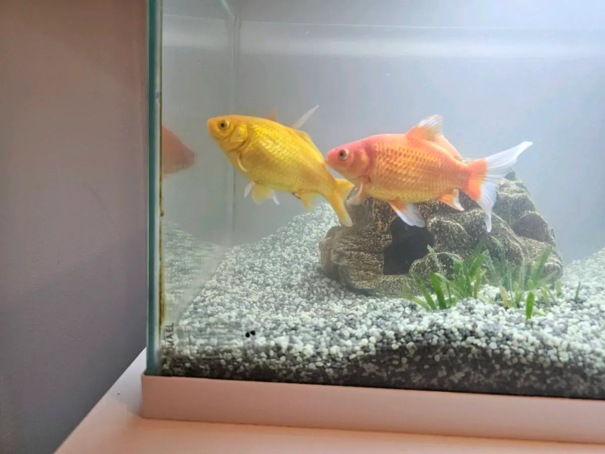 Aquael Aquarium & 3 big size gold fishes for sale - Image 2