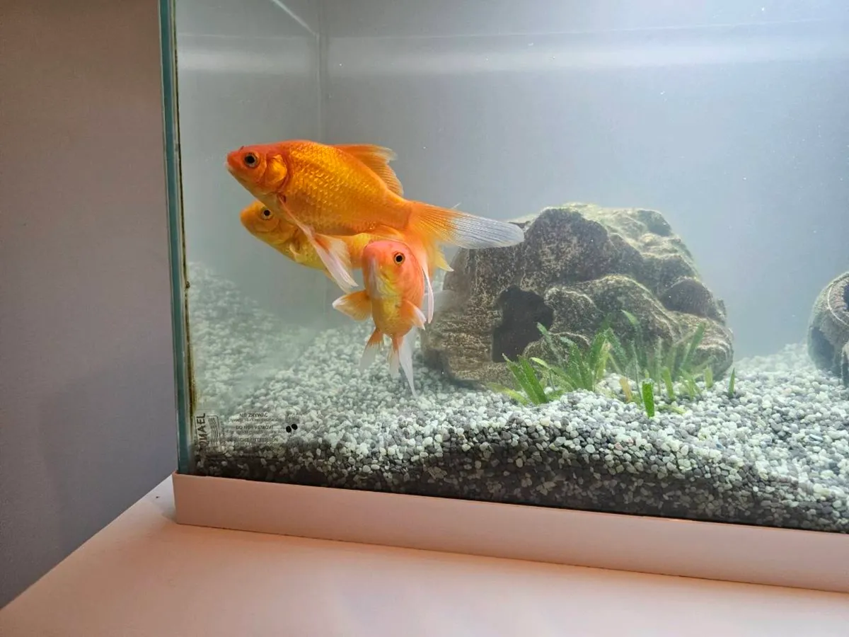 Aquael Aquarium & 3 big size gold fishes for sale - Image 3
