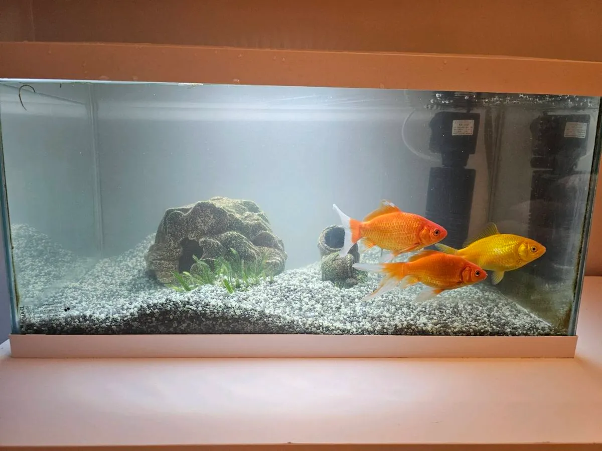 Aquael Aquarium & 3 big size gold fishes for sale - Image 4