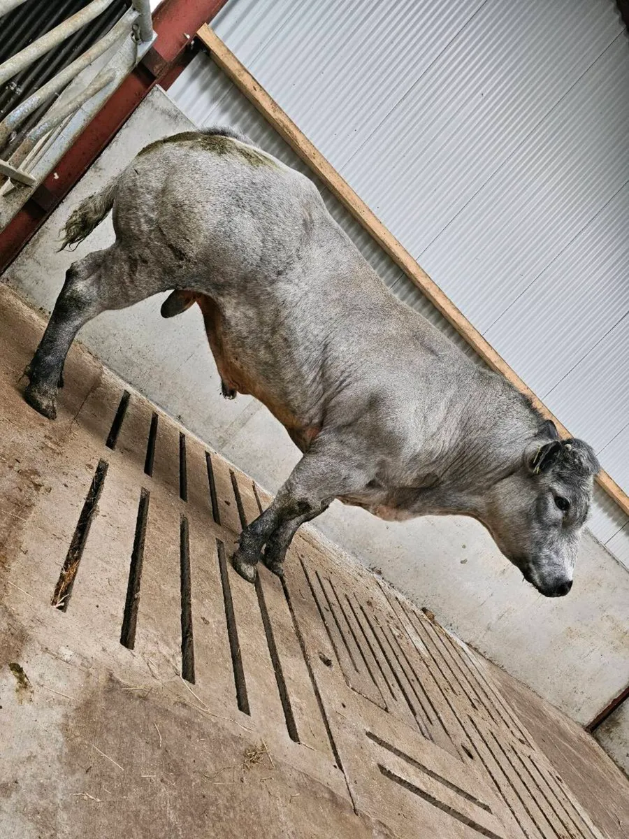 Hybrid Blue/lim Bull - Image 2