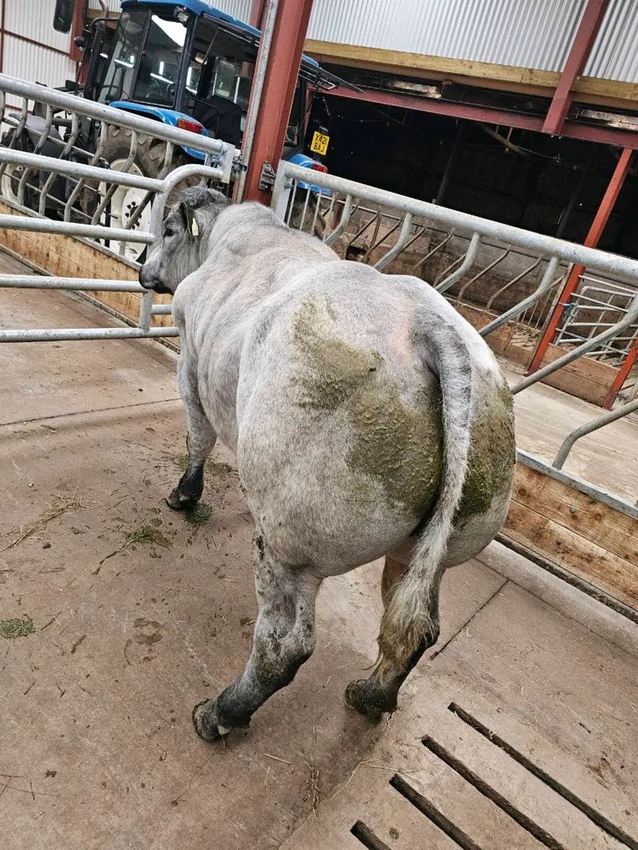 Hybrid Blue/lim Bull - Image 3