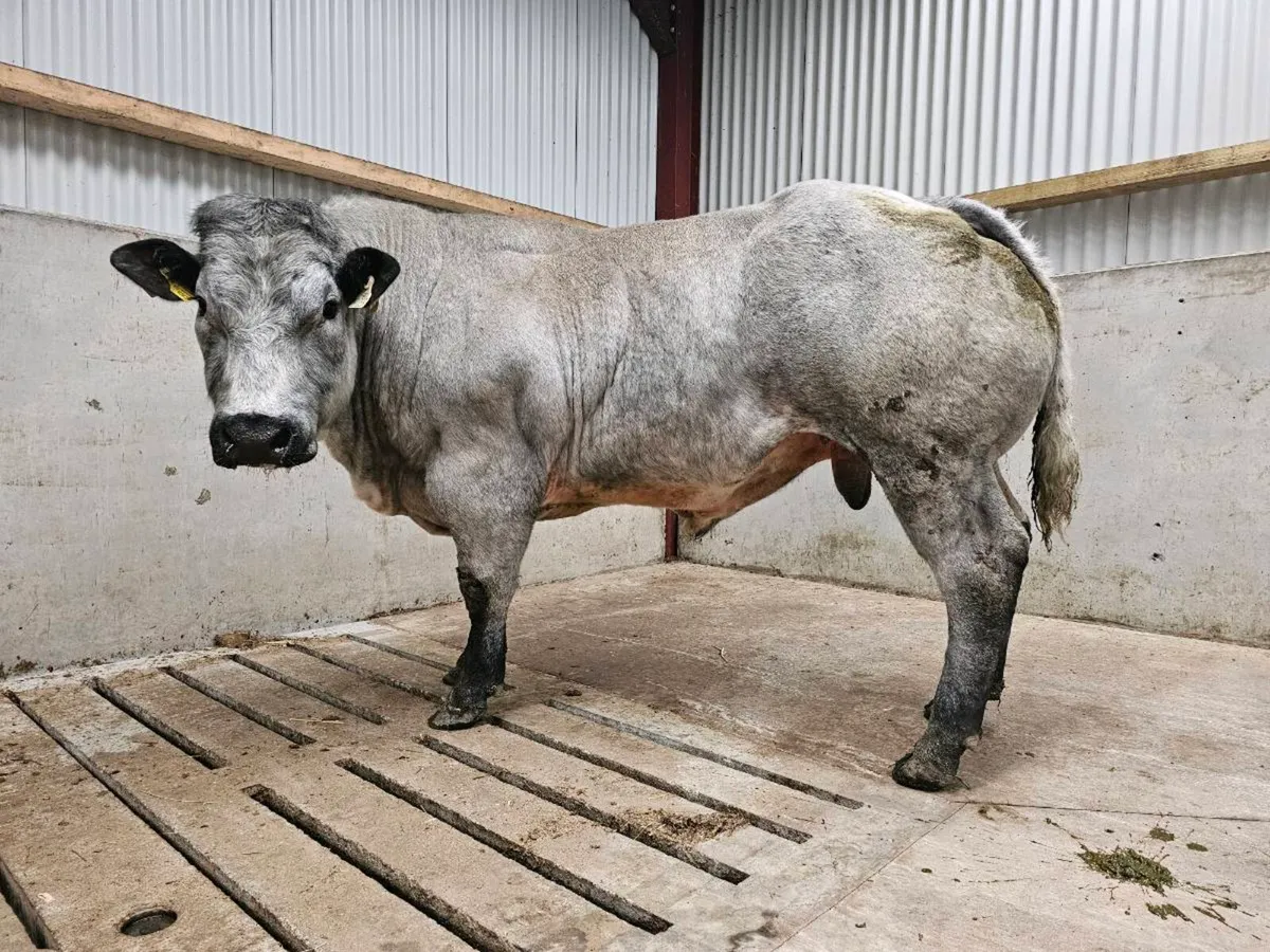 Hybrid Blue/lim Bull - Image 4